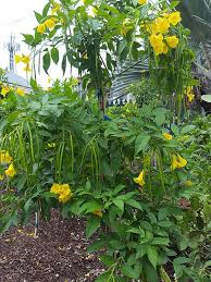 We did not find results for: Texas Yellow Bell Bush Tecoma Stans Yellow Flowers Small Garden Plants