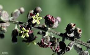 Image result for Polyscias kivuensis