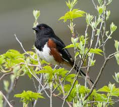 Birds Of Eastern Panhandle Wv Eastern Towhee Wikipedia