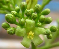 Image result for Jatropha scaposa