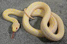 Kingsnake Com Herpforum Shooting In Sand Huge D U W Pet Snake Snake South America Animals