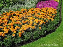 We did not find results for: Flowerbed Border Of Marigolds Love Mass Plantings Flower Beds Marigolds In Garden Plants