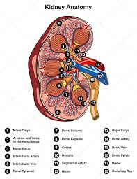 They also take waste and carbon dioxide away from the tissues. Labeled Kidney Anatomy Cross Section Infographic Diagram Including All Parts Renal Pelvis Calyx Medulla Cortex Ureter Artery And Vein Supply Blood Vessels For Medical Science Education And Health Care Premium Vector