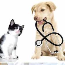 Check spelling or type a new query. Veterinary Hospital Kitchener Veterinarian In Kitchener Emergency Animal Clinic