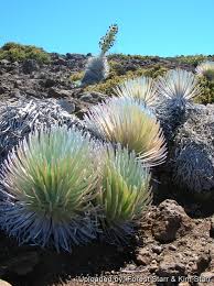 Image result for Schoenoxiphium