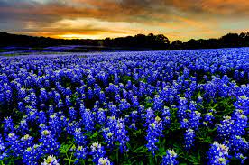 The rolling hills are dotted with rivers, lakes, farms, wineries and quaint small towns. Where To See The Wildflowers A Hill Country Guide Austin Monthly Magazine