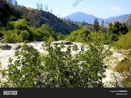 Maybe you would like to learn more about one of these? Lush Plants Trees Image Photo Free Trial Bigstock