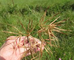 Image result for Cyperus articulatus