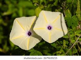 Image result for Ipomoea tuberculata