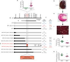 We post human protein atlas news and images. Analysis Of The Genomic Architecture Of A Complex Trait Locus In Hypertensive Rat Models Links Tmem63c To Kidney Damage Elife