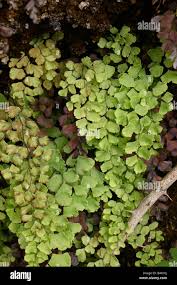 Image result for Adiantaceae