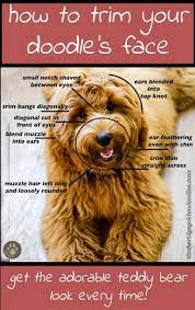 Just like other teddy bear dogs, carnoodles are small although they are full grown. The Teddy Bear Goldendoodle Haircut Timberidge Goldendoodles Goldendoodle Haircuts Teddy Bear Goldendoodle Goldendoodle