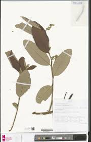 Image result for Parinari capensis