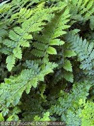 Image result for Polystichum transvaalense