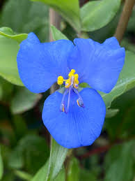 Image result for Commelina schweinfurthii
