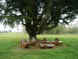 Picnic Spot Under An Awesome Tree In Argentina Picnic Spot Picnic Picnic Blanket