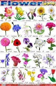 Il linguaggio e il significato dei nomi dei fiori dalla a alla z con tante curiosità da cliccare. Fiori Nomi