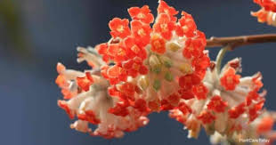 Chrysantha should be grown in full sun. Edgeworthia Care Learn Tips On Growing Paper Bush