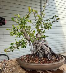 Image result for Ficus natalensis