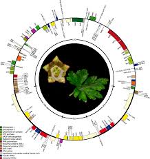 Degradation of key photosynthetic genes in the critically endangered  semi-aquatic flowering plant Saniculiphyllum guangxiense (Saxifragaceae)