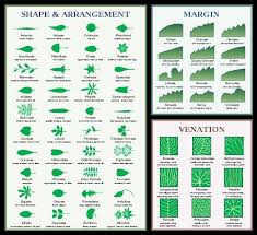 Leaf Classification Charts Leaf Identification Tree Id