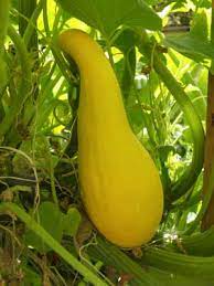 The summer squashes are a group of plants in the species cucurbita pepo, which are grown for their fruits. Squash Summer Grow Guide