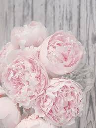 Pastel Pink Peony Flower Wall Art Print Set Set Of 2 Prints Flower Wall Art Set Pink And Gray Nursery Wall Decor Peony Wallpaper Pink Peonies Flower Wallpaper
