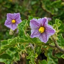 Image result for Solanum linneanum