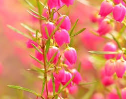 Boronia Plant Care How To Grow Red Boronia Plants In 2020 Small Flower Gardens Bee Friendly Garden Garden Shrubs