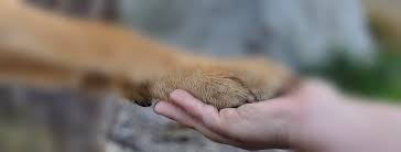 Und vermittelte bis heute knapp 500 glückliche ausländische hunde und katzen. Vermittlungsinfos Hunde Griechenland Griechische Fellnasen E V