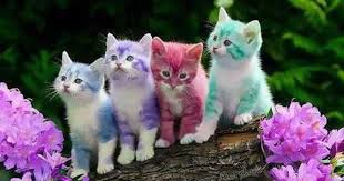 اجمل الصور في العالم 2017 اجمل الصور في الدنيا جديدة 2018 صور و خلفيات الوليد Rainbow Kittens Kitten Wallpaper Kittens Cutest