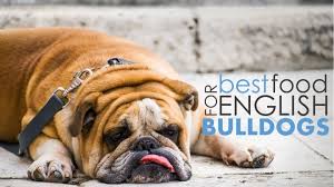 English bulldogs are prone to putting on weight without a properly balanced diet. Best Dog Food For English Bulldogs 5 Great Options 1 Bad One Herepup