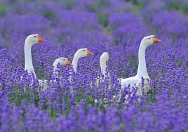 Pin By Rivera Art Glass On Lavanda Lavender Fields Animals Lavender