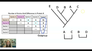 Ap Bio Topic 7.9 Part 2 Constructing Phylogenetic Trees - Youtube