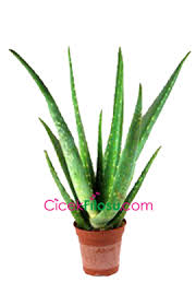 Aloe Vera Cicegi Bakimi Yetistirilmesi Budanmasi Sulanmasi Toprak Vitamin Isik Ve Ruzgar Faktorlerine Karsi Direnci Aloe Cicek Saksida Cicekler