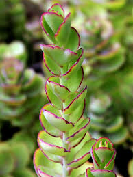Kalanchoe Laxiflora Milky Widow S Thrill World Of Succulents Succulents Cacti And Succulents Planting Succulents