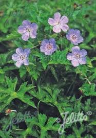 Image result for Geranium bohemicum Orhcid Blue