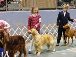 The Future Of Canine Sport: Junior Handlers – American Kennel Club