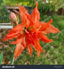 Image result for Hippeastrum puniceum