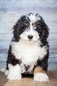 Bernese mountain dog mix puppies for sale. Bernedoodle The Adorable Bernese Mountain Dog Poodle Mix