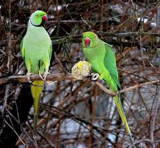 Er staan 87 broedvogels op de rode lijst van nederland. Halsbandparkieten In De Tuin Halsbandparkiet Verovert Belgie En Nederland In Sneltempo