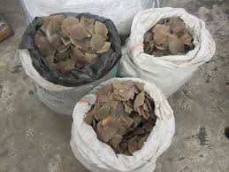 Maybe you would like to learn more about one of these? Largest Known Seizure Of Pangolin Scales It S Devastating Pangolin Conservation