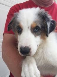 Maybe you would like to learn more about one of these? Blue Merle Border Collie And Australian Shepherd For Sale In Tucson Arizona Classified Americanlisted Com