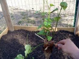 Sweet potatoes (ipomoea batatas) can be grown in most vegetable gardens, and the leaves are edible. How To Grow Sweet Potatoes From Slips Our Backyard Farm
