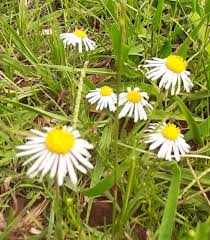 Image result for Syncolostemon elliottii