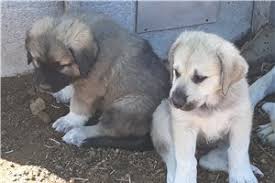 Don't give them the run of the house until they've reached trustworthy maturity. Anatolian Shepherd Puppies For Sale