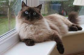 What Are Ragdoll Cats Possibly The Purrrfect Pet Doorstepzoo Com
