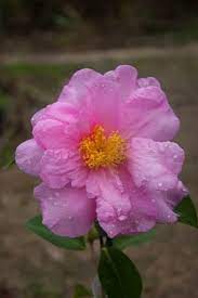 Camellia Show Girl Sasanqua X Reticulata A Superb Large Flowered Variety Winter Spring Camellia Flower Garden Flowers