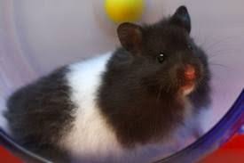 Black And White Syrian Hamster For Sale Black And White Syrian Hamster At His Home Syrian Hamster Hamster Cute Hamsters