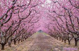 Bella primavera, fioritura di fiori rosa, alberi, bella, primavera, rosa, fiori, fioritura, alberi, sfondo hd. Alberi In Fiore Durante La Primavera Dago Fotogallery
